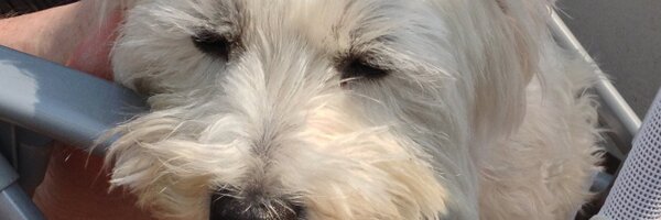 terryjean Profile Banner