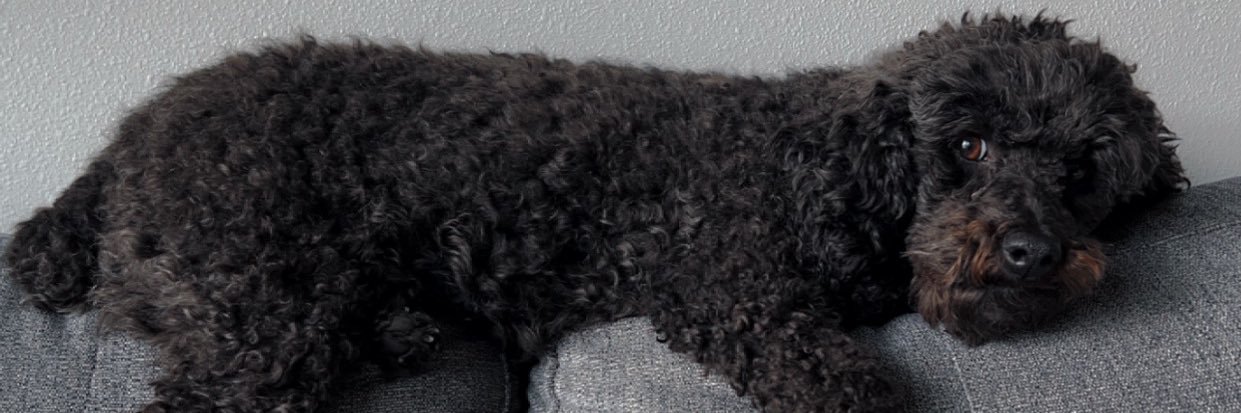 KurstinFrey's profile banner image