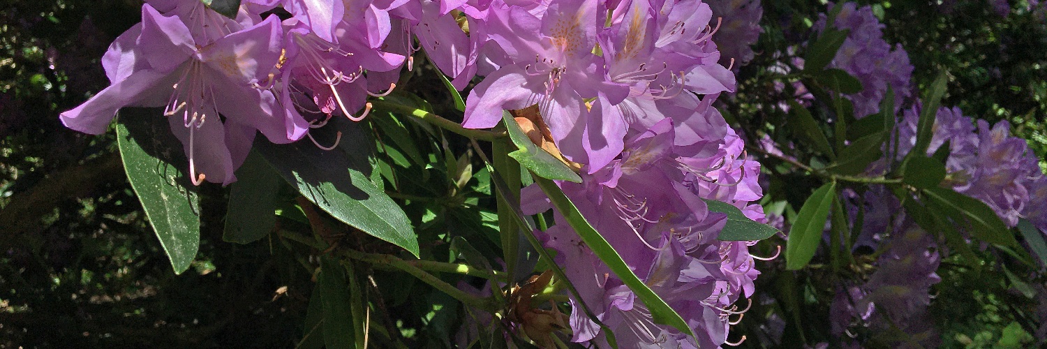 Charles Miller banner