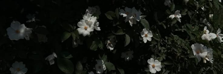 ☆ banner