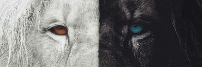 soonthorn_panda's profile banner image