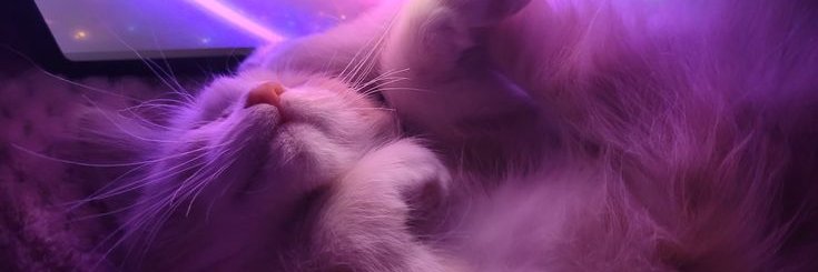 leeyahaniff's profile banner image