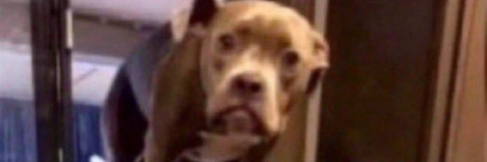 TeriosTheAnimator banner