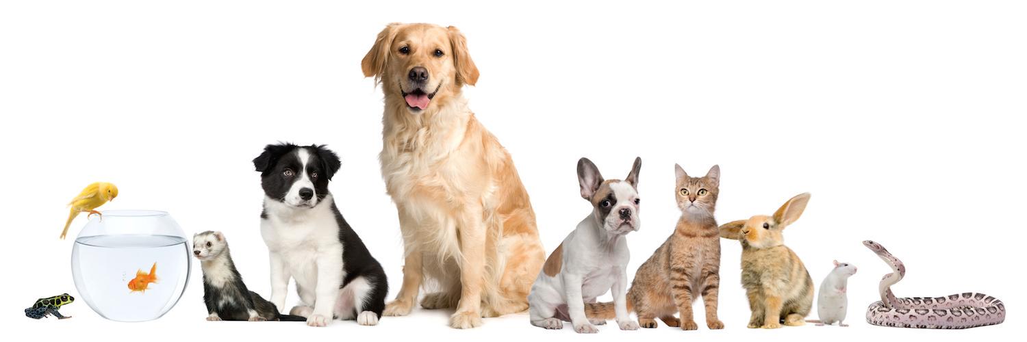 Petverse's profile banner image