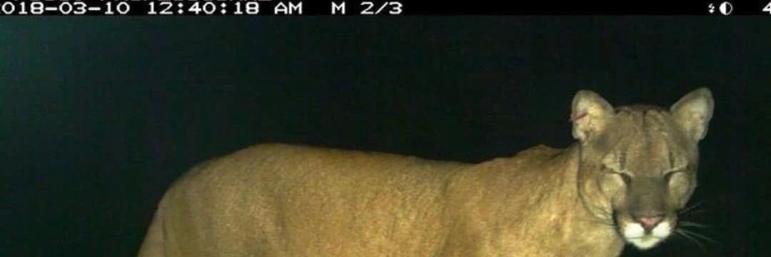 Le puma banner