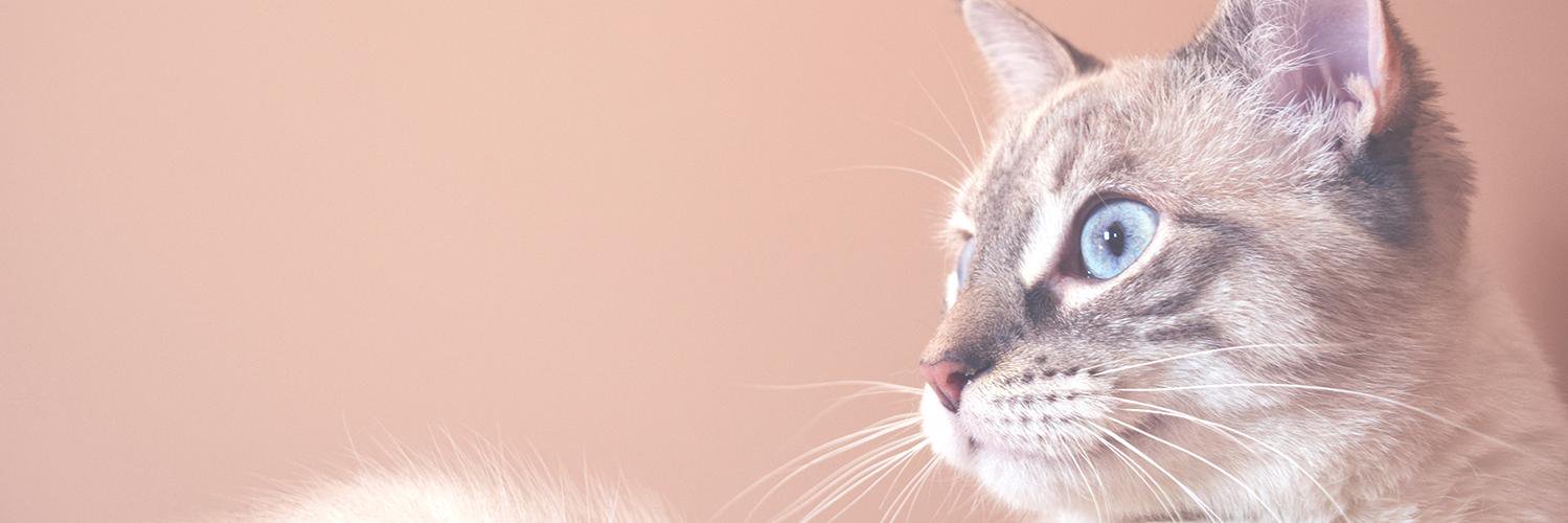 Camillakipp's profile banner image