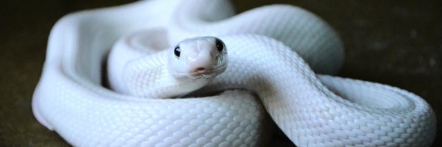 WhiteSnake_2025's profile banner image