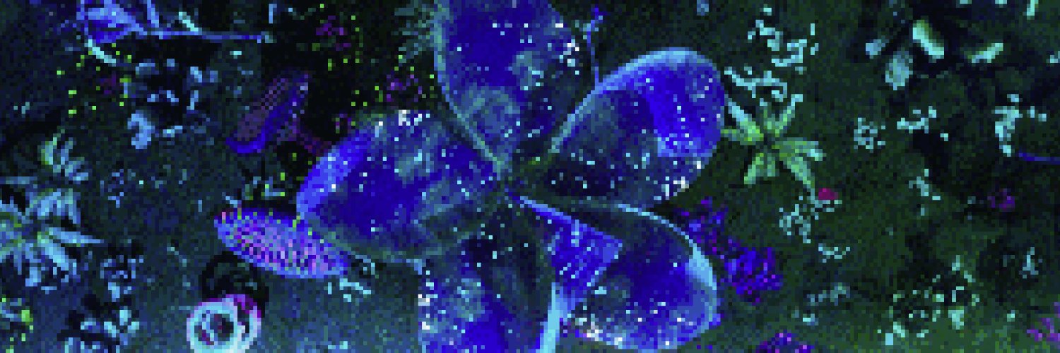 ✨🪐 kaleidoplay 🪐✨ banner