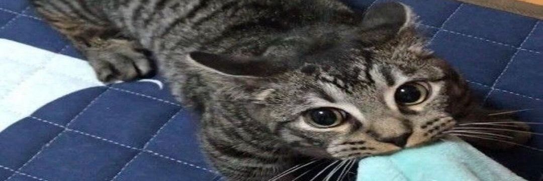 prosaken_'s profile banner image