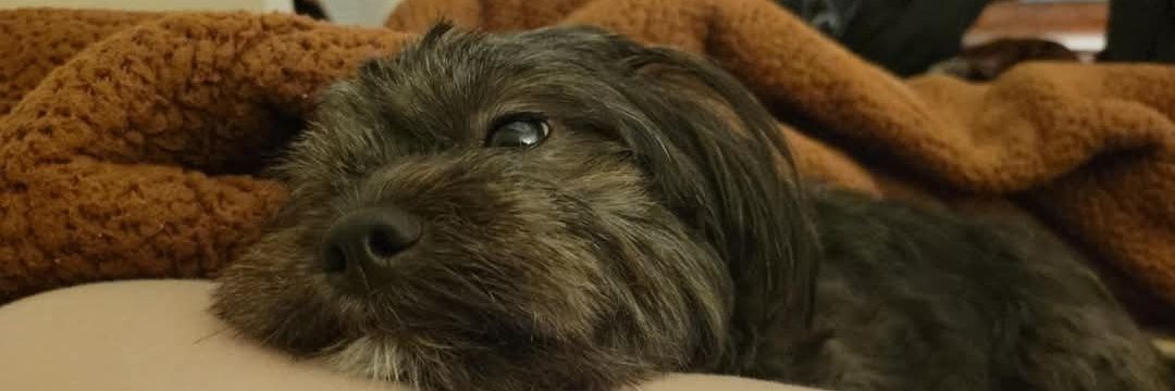 MariaTeresa Melendres banner