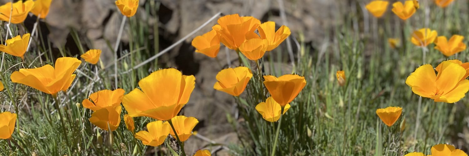 Felicia Alvarez banner