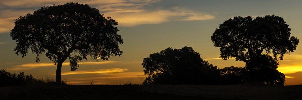 Apcortica Profile Banner