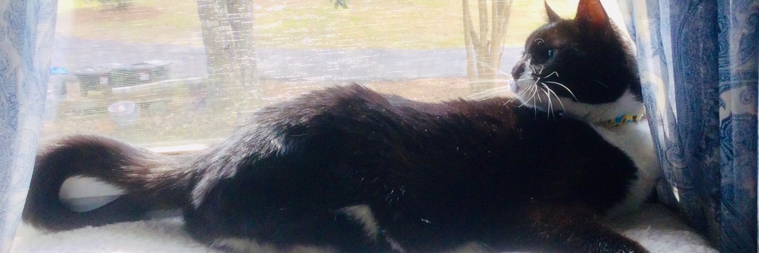 Denise Dillon🐾🌼💙 banner