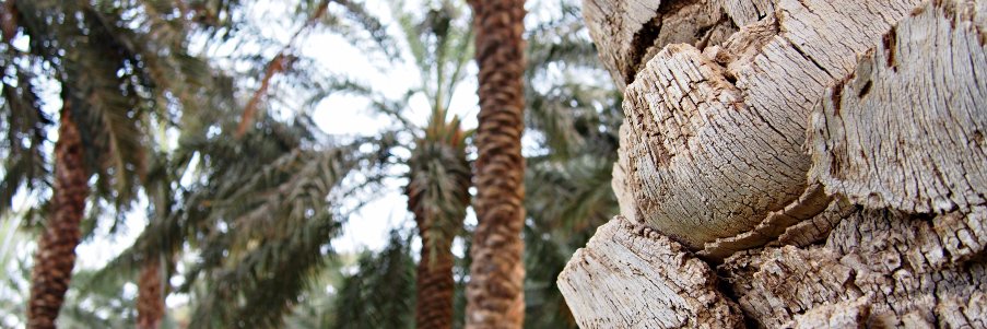 Petronellaleh's profile banner image