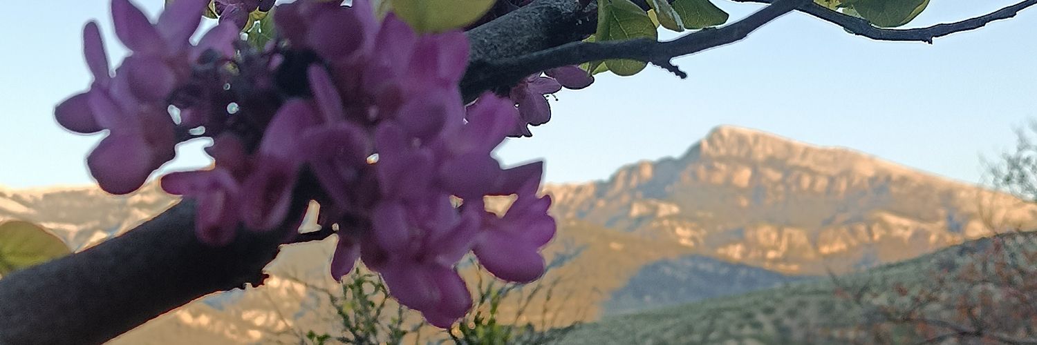 ⏃Valiente ۞ banner