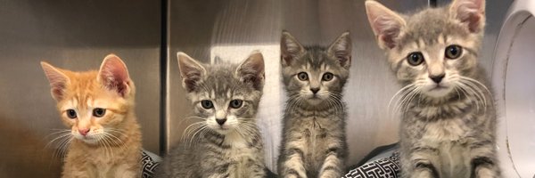 awanj Profile Banner