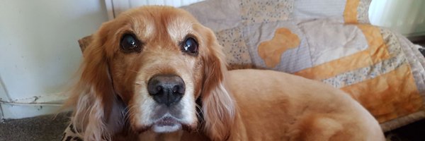 Cassie_Spaniel Profile Banner