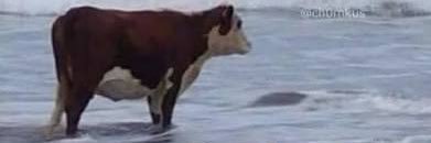 Dorm (@wholecake…💀😭/@mid-3.8) banner