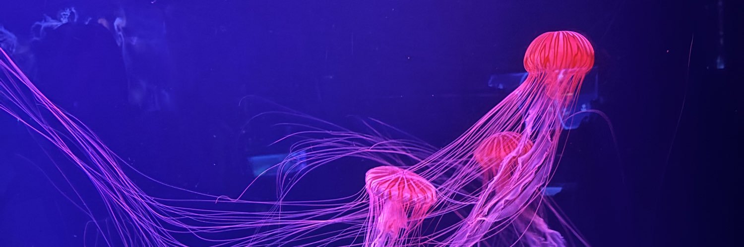 🔰マル二 フィコ🌺🐻‍❄️ banner