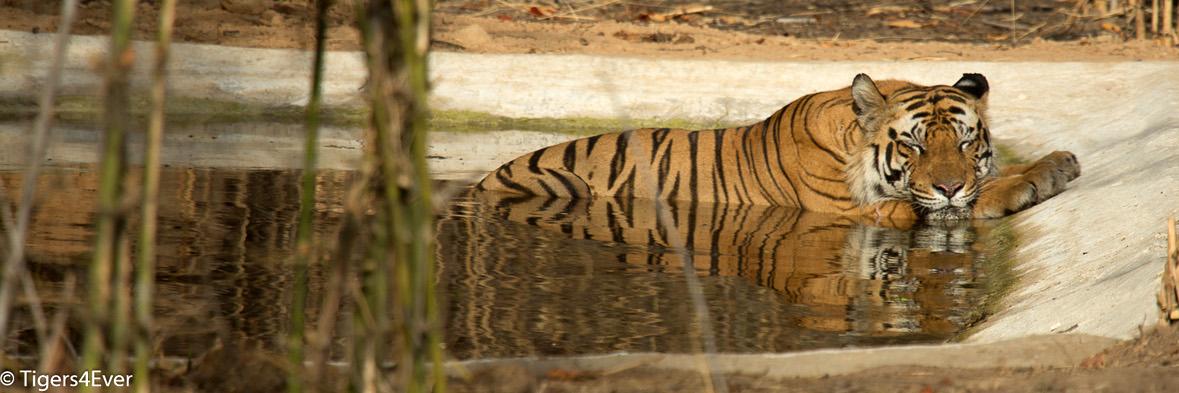 Tigers4Ever's banner