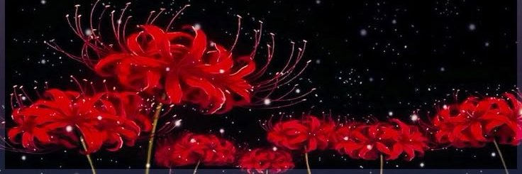 𝐖𝐇𝐈𝐓𝐄 𝐑𝐎𝐒𝐄｡𓆩*𓆪 banner