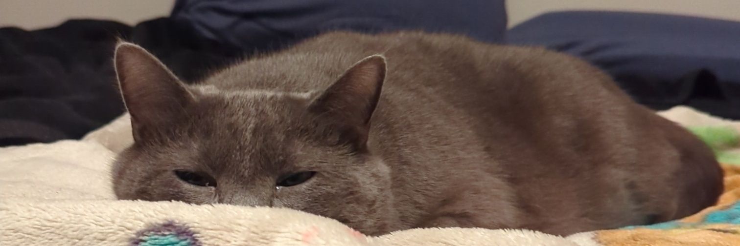 Jasper/Dumpling's banner