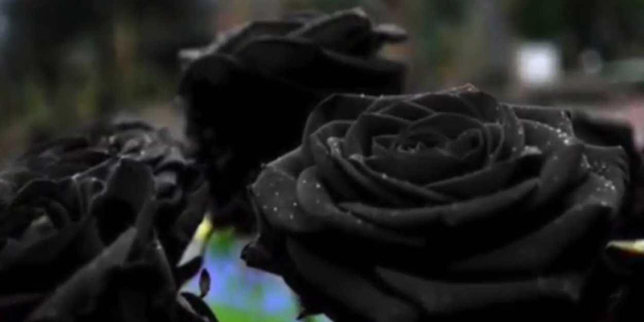 _vasso_'s profile banner image