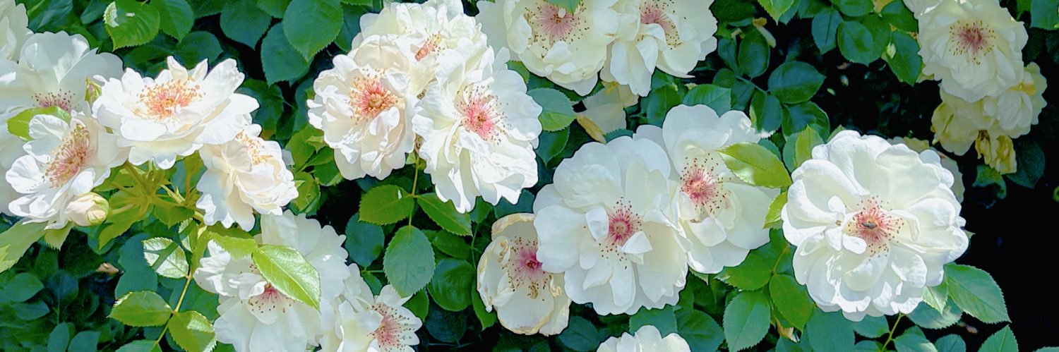 iris_lonlon banner