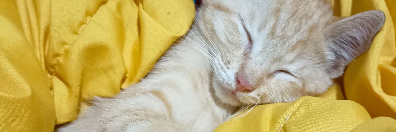 Woonsenlittle's profile banner image