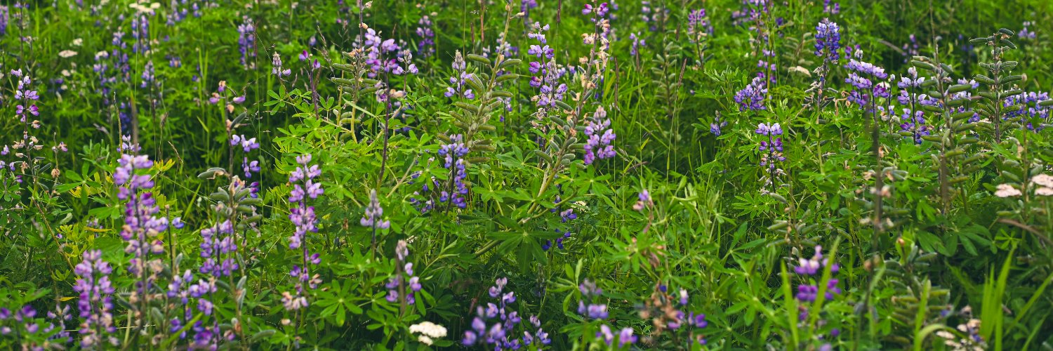 Juneau Independent banner