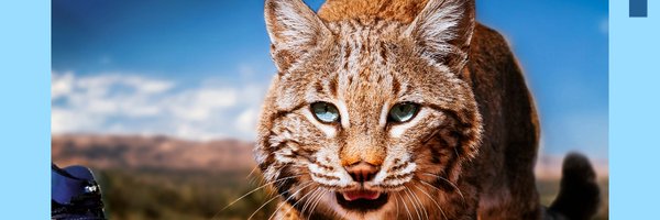 ChapWrestlin Profile Banner