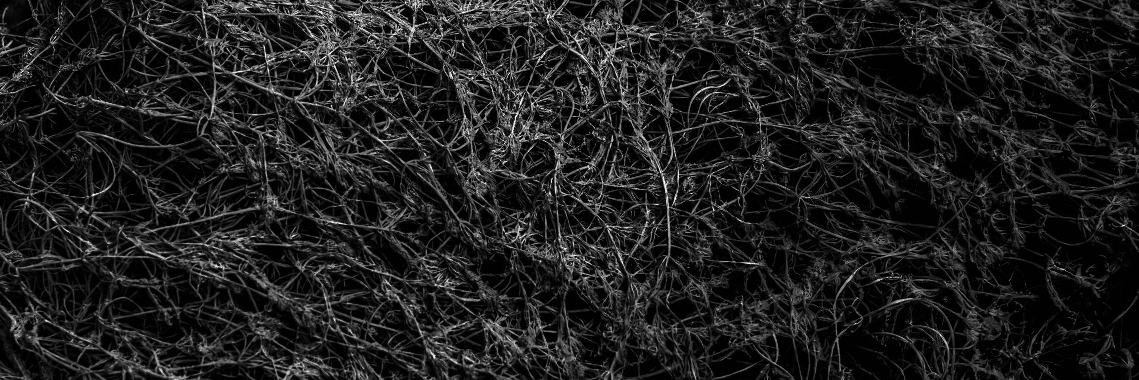 silentes_label's profile banner image