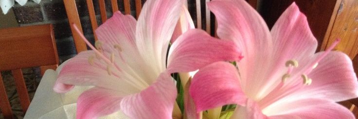 Pasta (* ´ ▽ ` *) banner