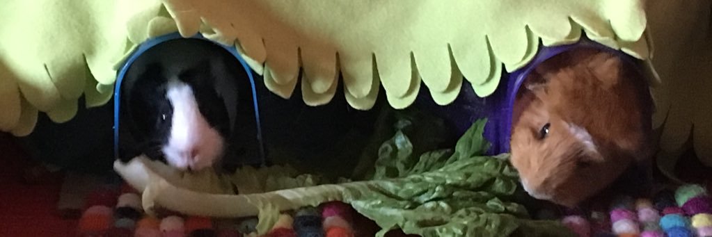 judit8383's profile banner image