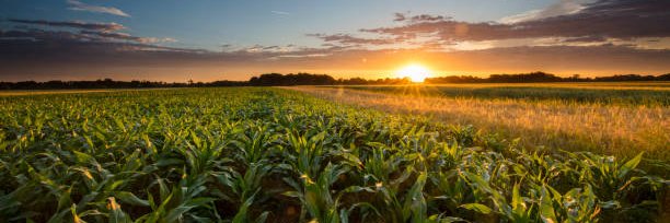 corn banner