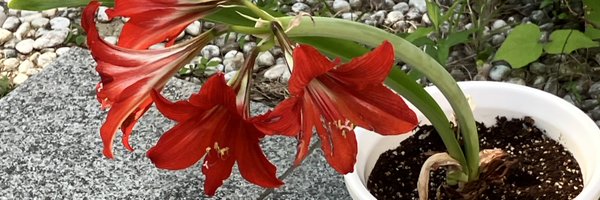 shinubi_inspi Profile Banner