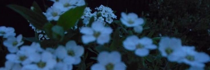 m banner