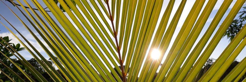 papayamanja's profile banner image