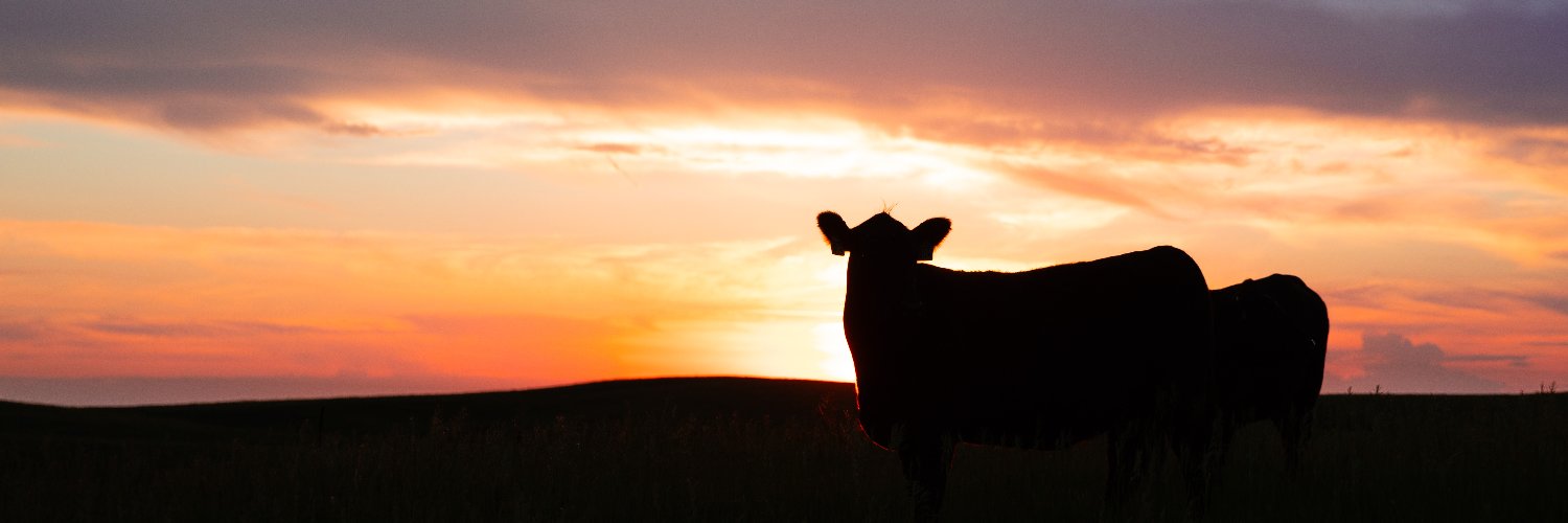 Angus Journal editor banner