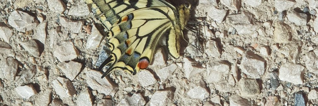 Viva il verde banner