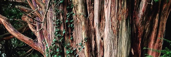 gracemim Profile Banner