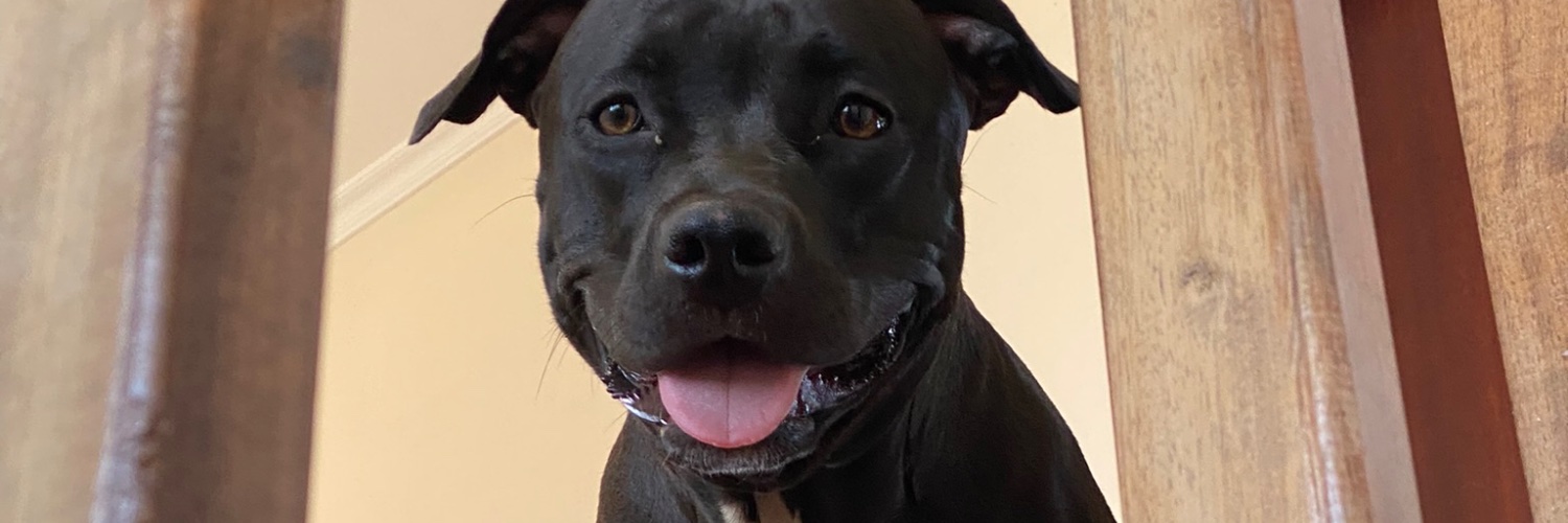 deboraplm's profile banner image
