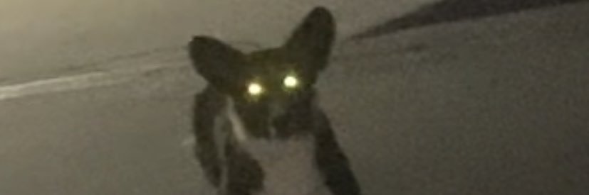 Whosdatpkmn banner