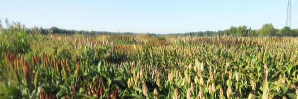 addie_maize Profile Banner