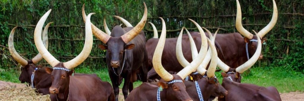 Githeri wa nchomba banner