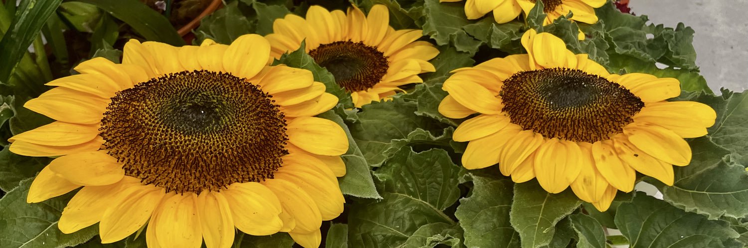 camureales's profile banner image