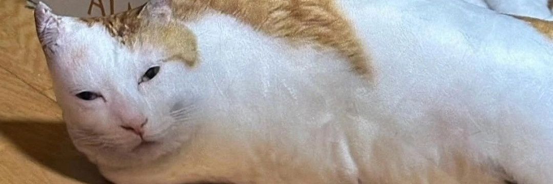waididablue's profile banner image
