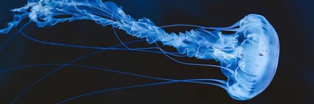 超貧弱なくらげ banner