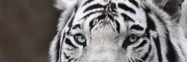 NataliaTDL's profile banner image