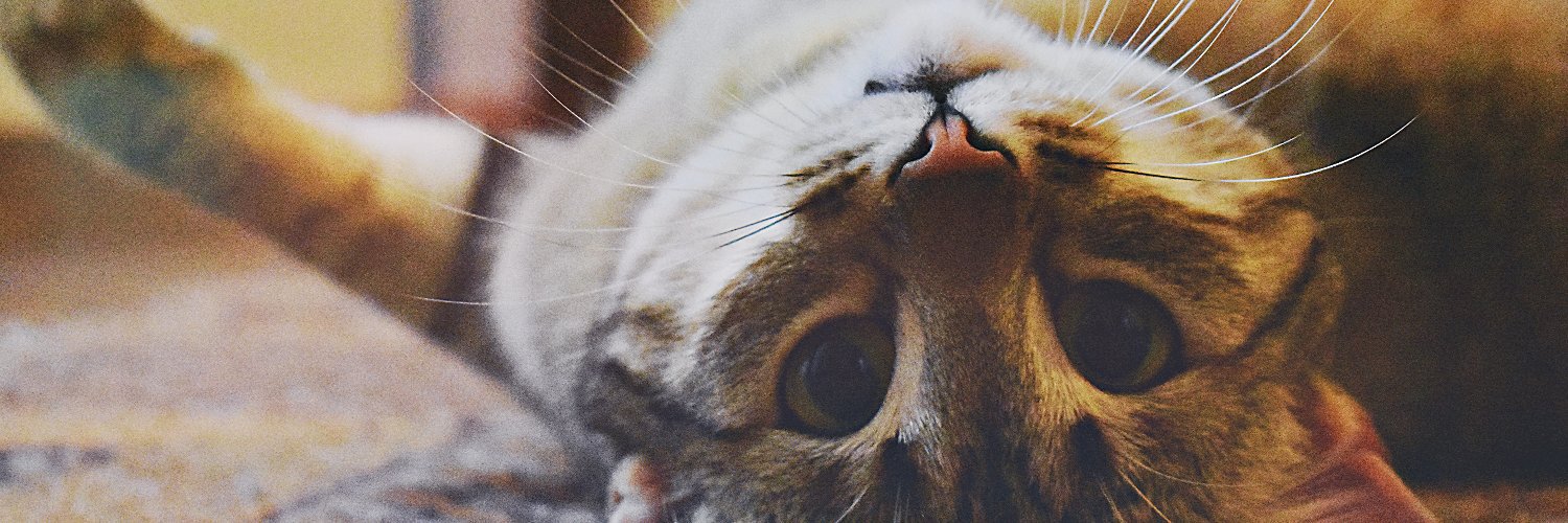 mowwis_'s profile banner image